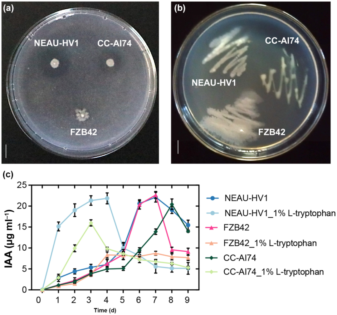 New Phytologist | 南京农业大学张瑞福团队揭示植物促生菌通过重塑生长素信号以调控侧根 - 知乎