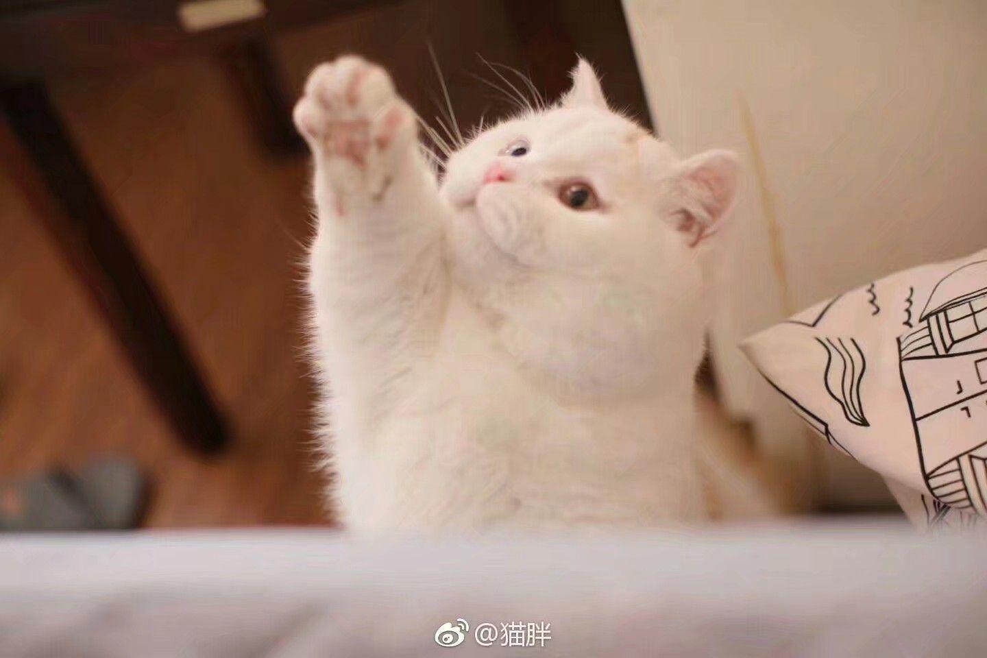 有哪些好看的猫咪壁纸或头像