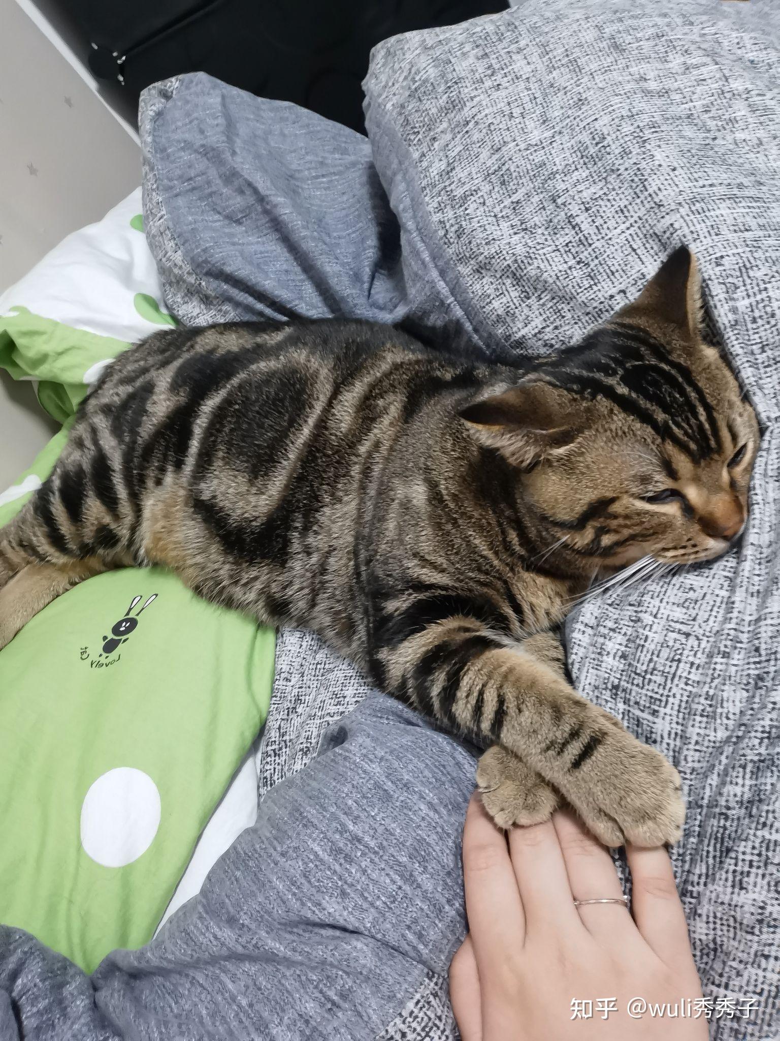 金虎斑美短多少钱