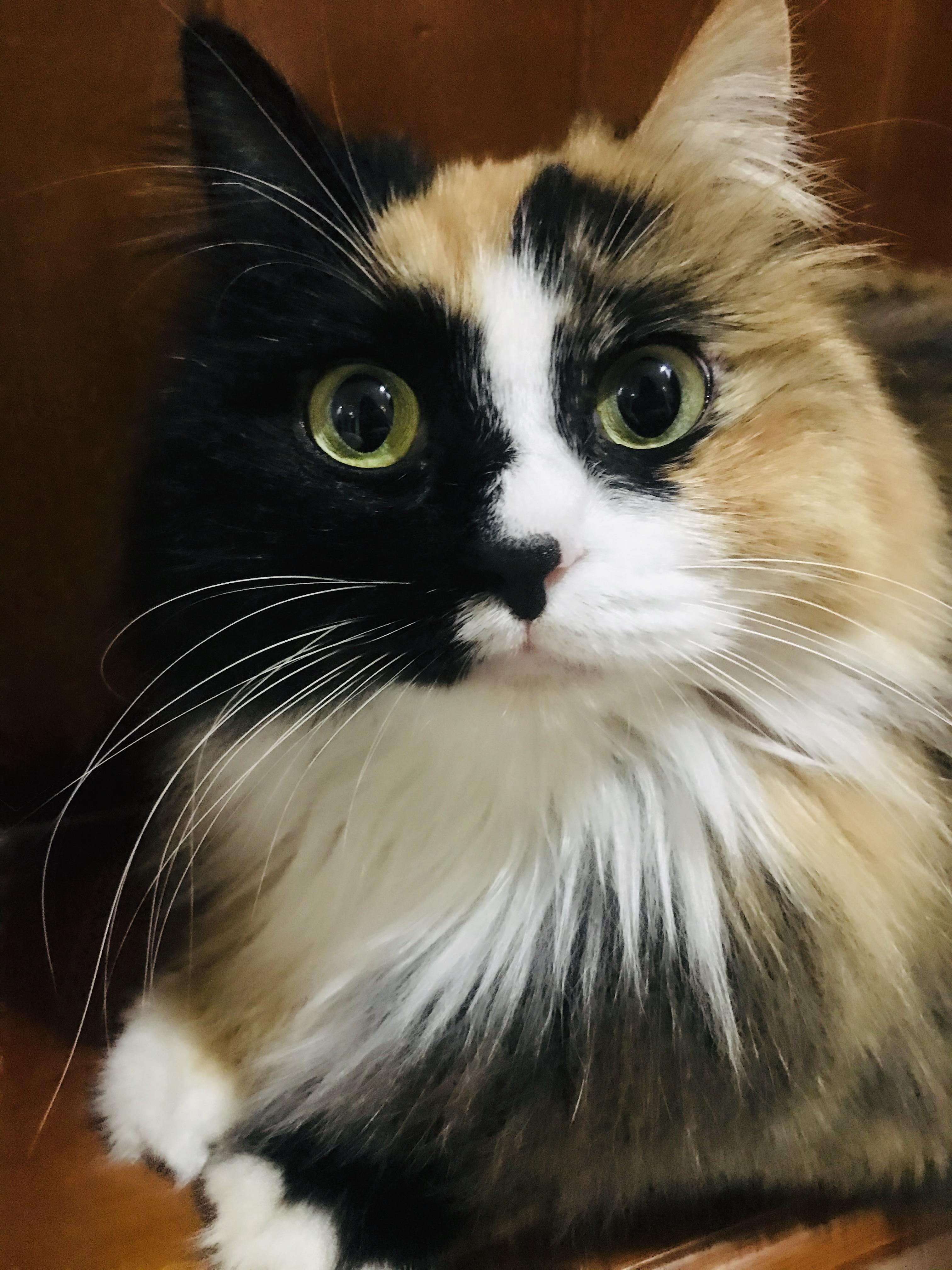 玳瑁猫有没有貌美的例外存在?