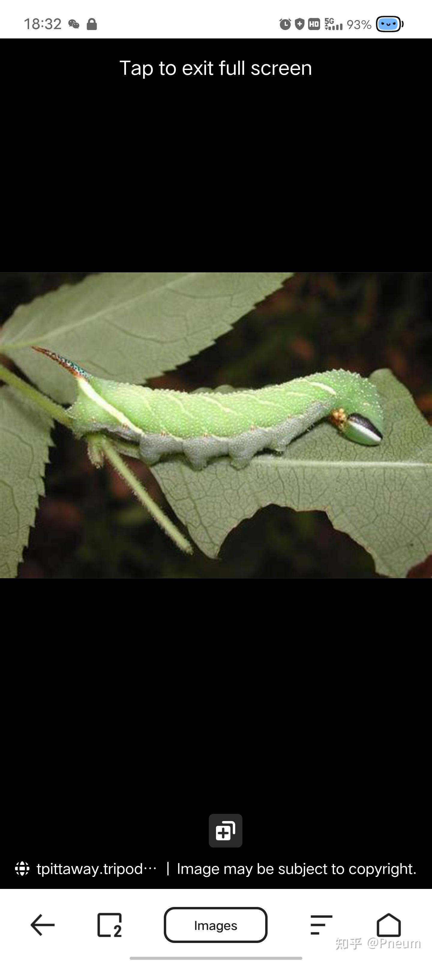 这是哪种鳞翅目幼虫?