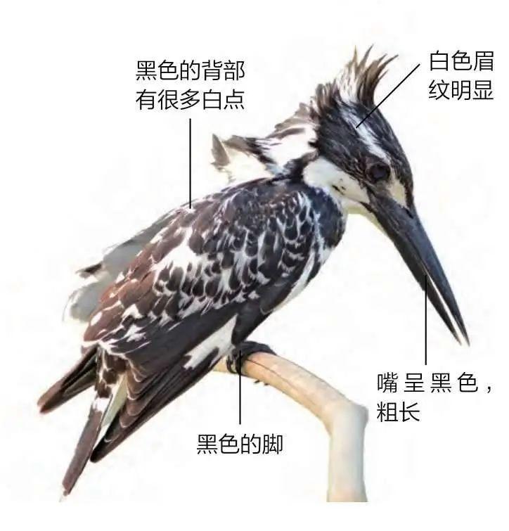 斑鱼狗:不是斑马不是鱼也不是狗 - 知乎