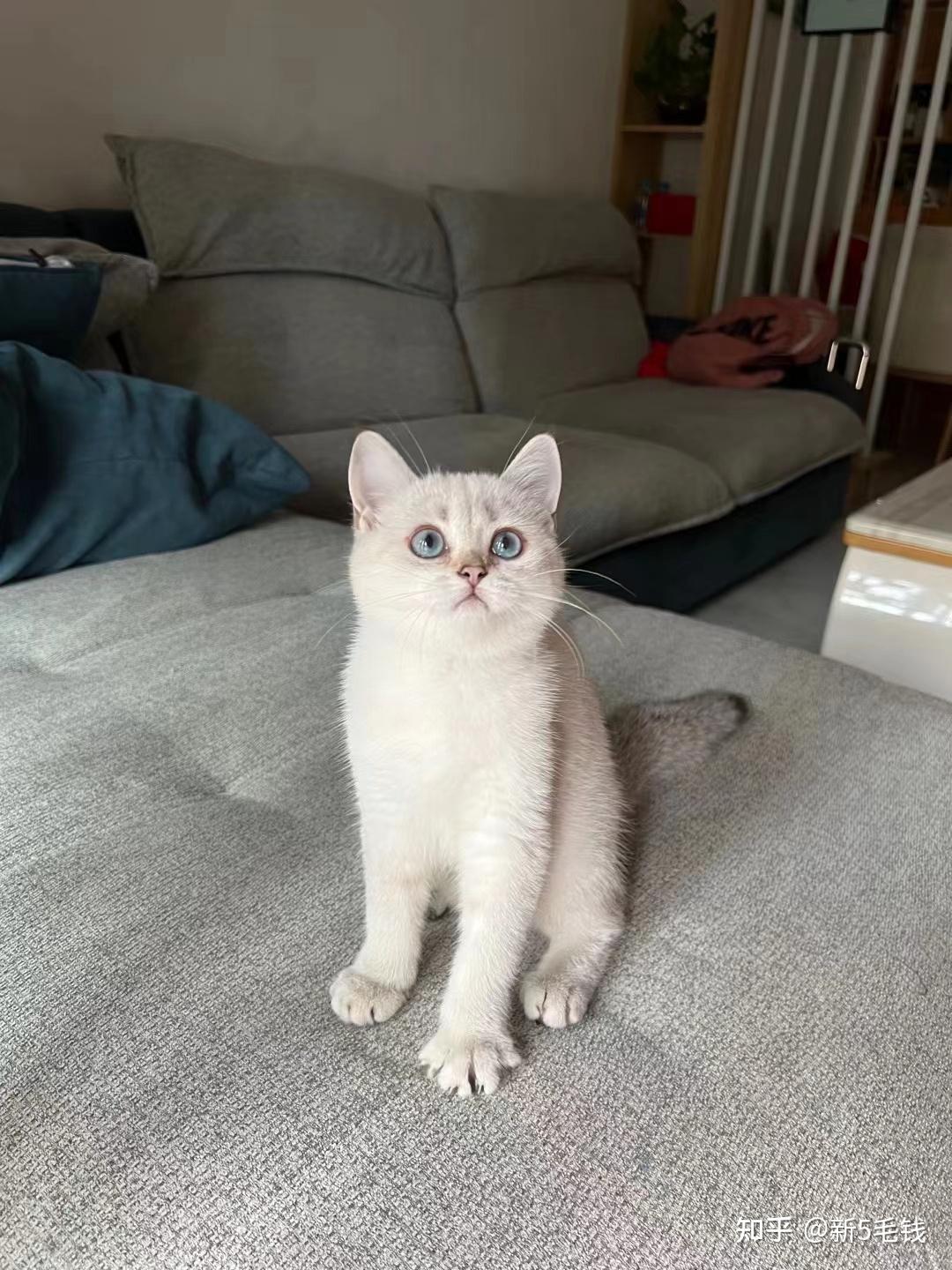 朋友买了一只金点猫现在不是很好看有没有养了金点的朋友呢可以看看