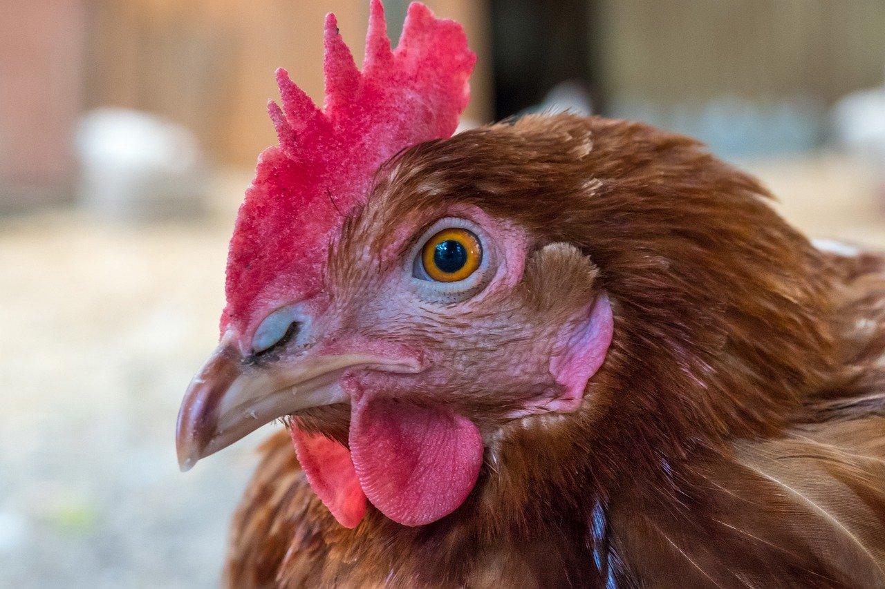 华玲大鹰品牌怎么样