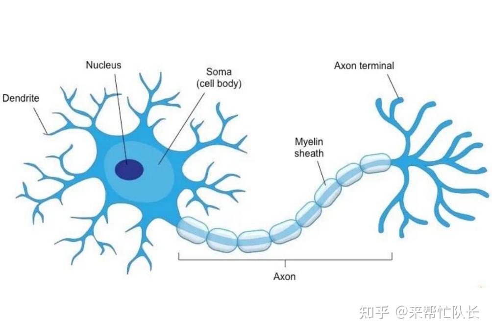 引起多发性末梢神经炎的原因有哪些?如何正确治疗? - 知乎