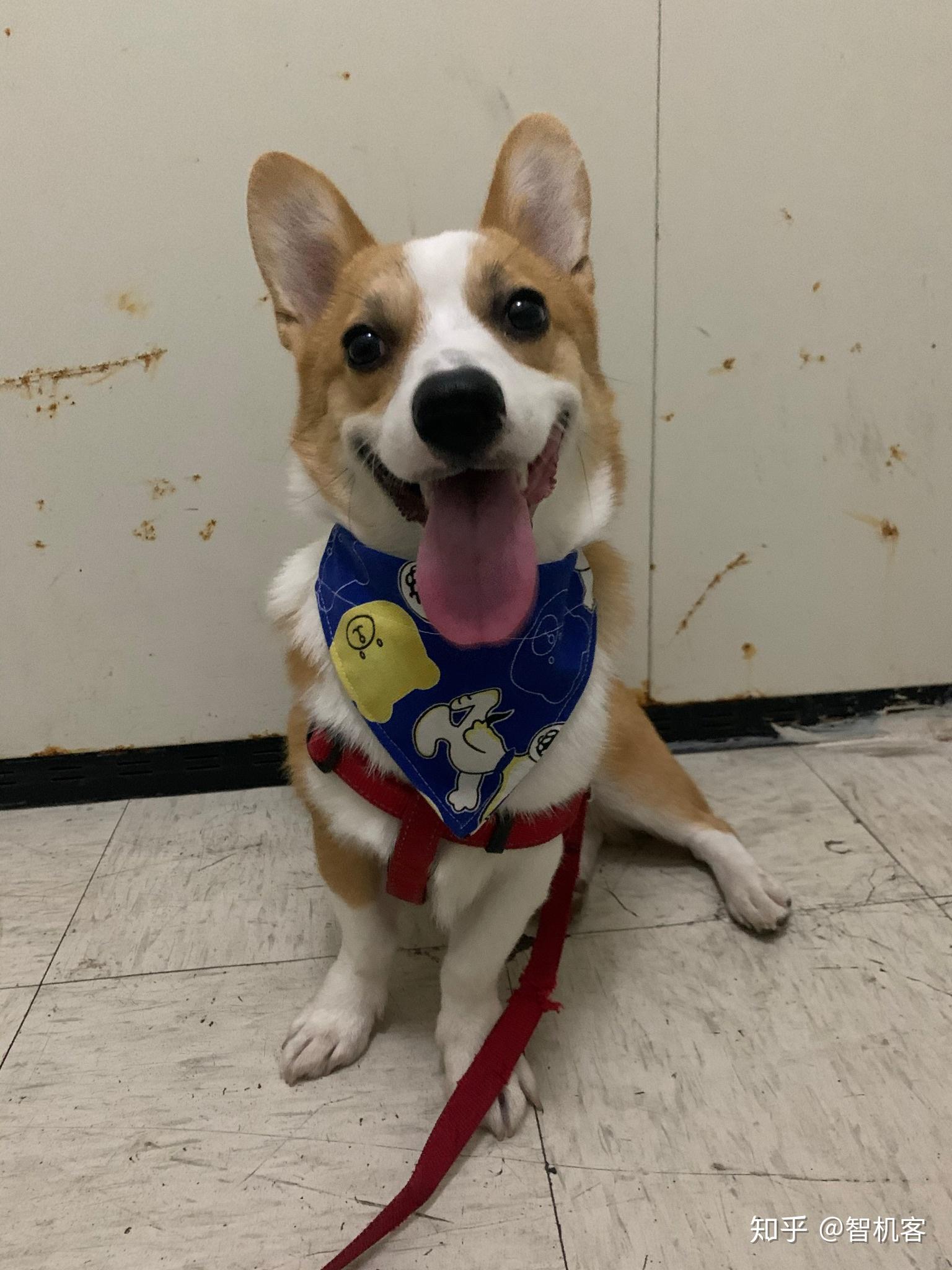 你觉得饲养柯基犬之后生活变得更加快乐了吗?