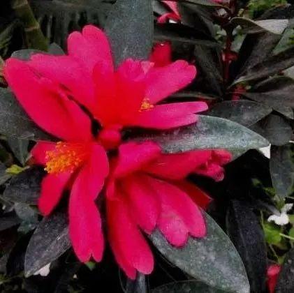 这种茶花品种珍贵无比 记住这些养殖要点养养看 知乎