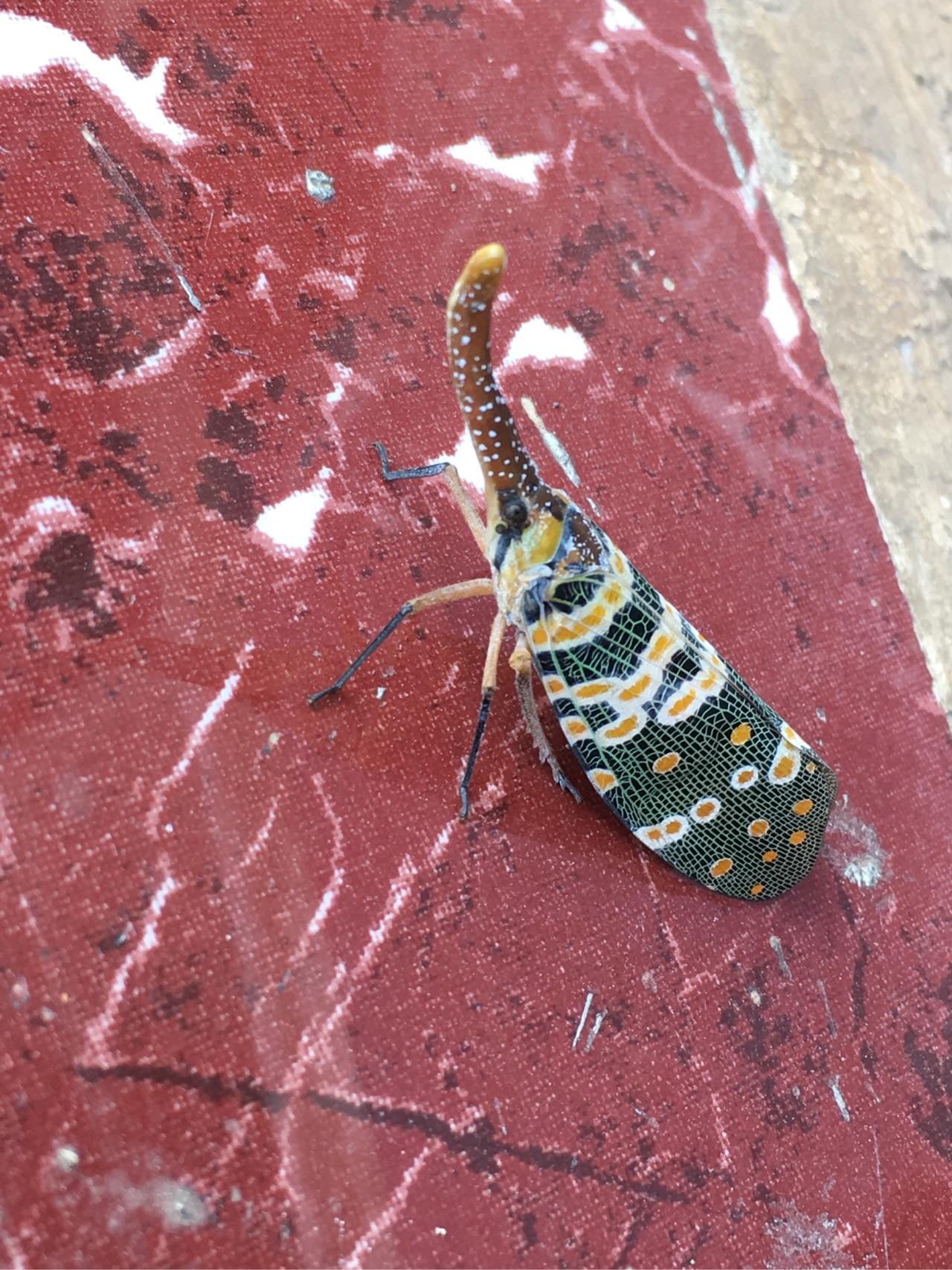 这个是什么虫子