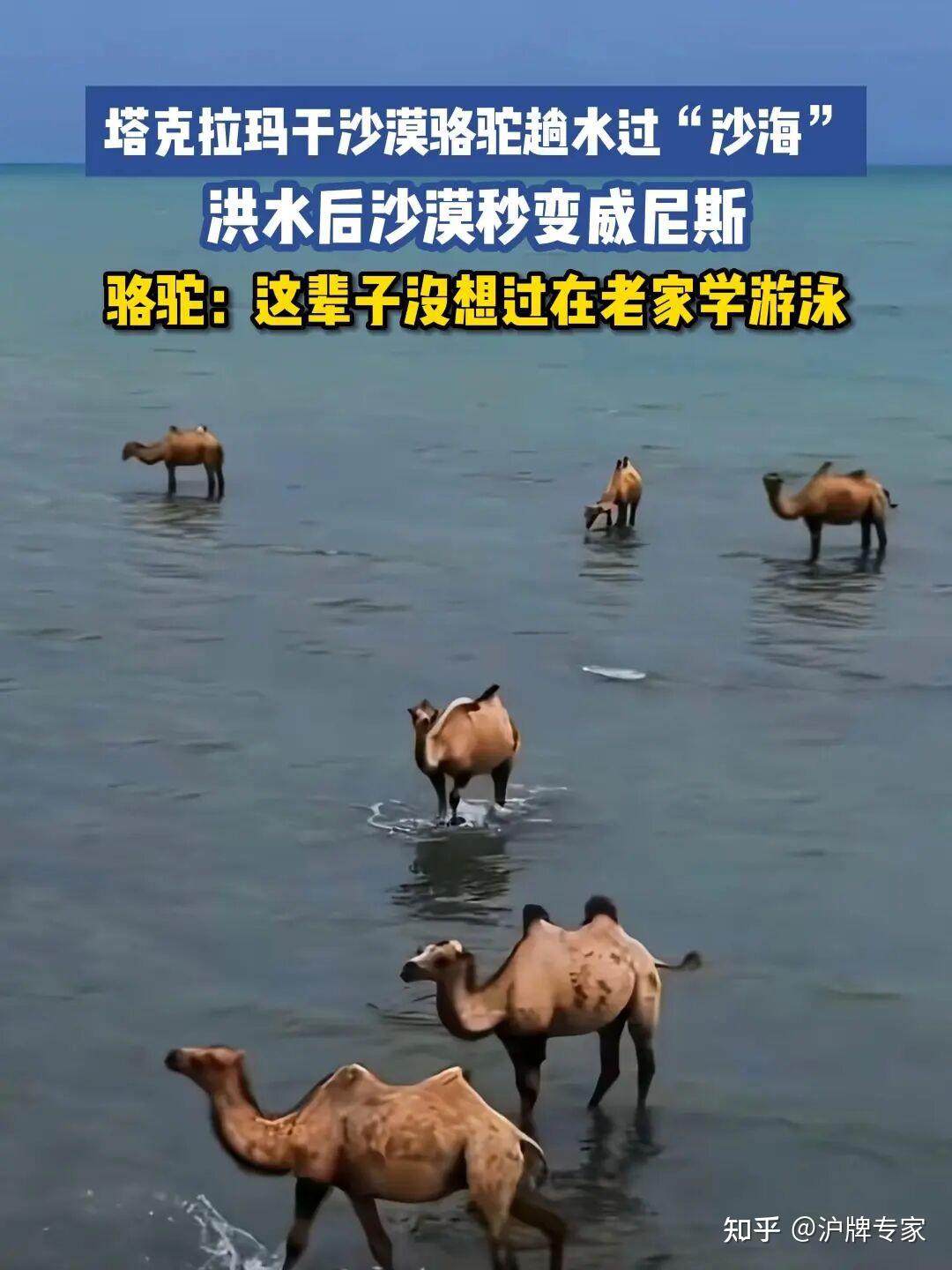 沙漠突下暴雨!一半车陷沙一半泡水,到底啥车能扛住双重地狱?