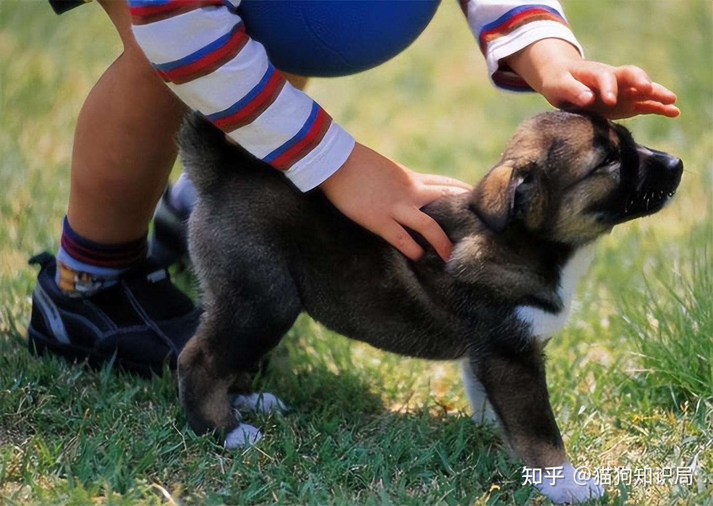 这6部位,狗狗最渴望被“摸”,你越摸它越爱你 - 知乎