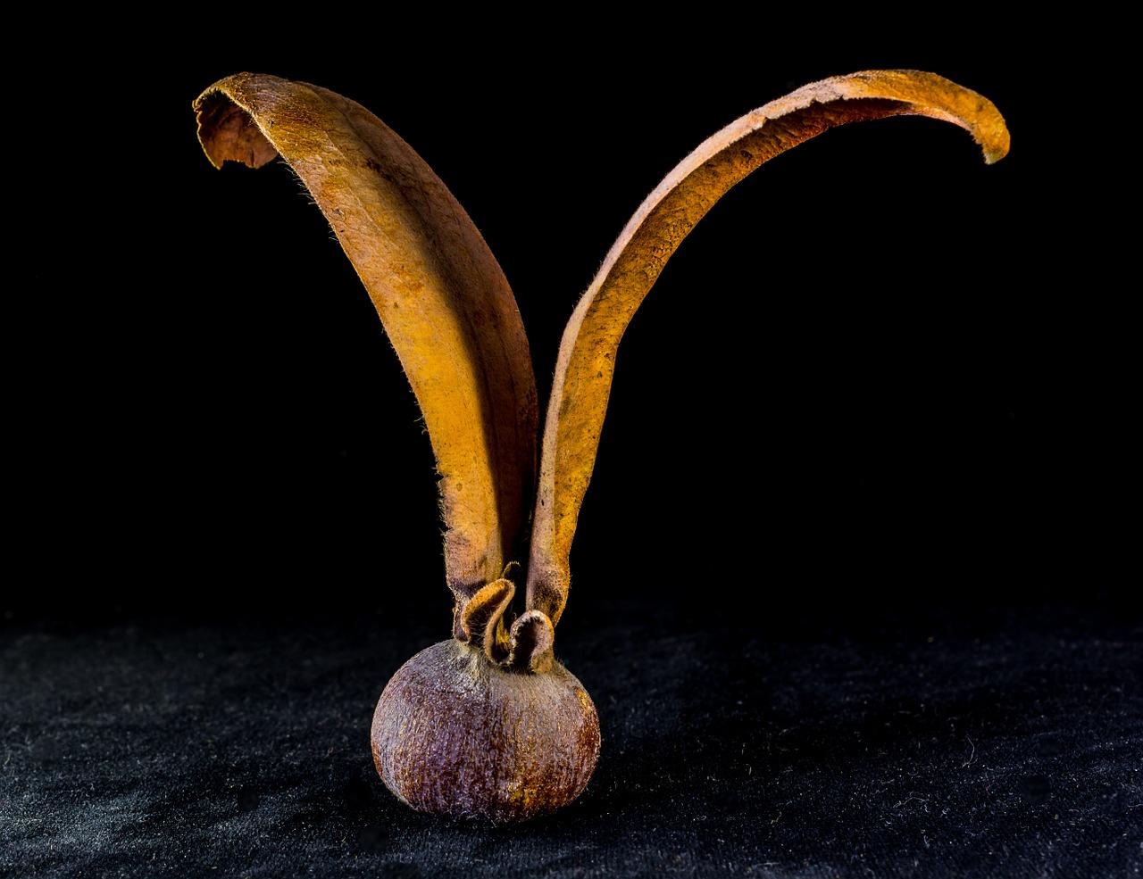 4. 种子消毒步骤