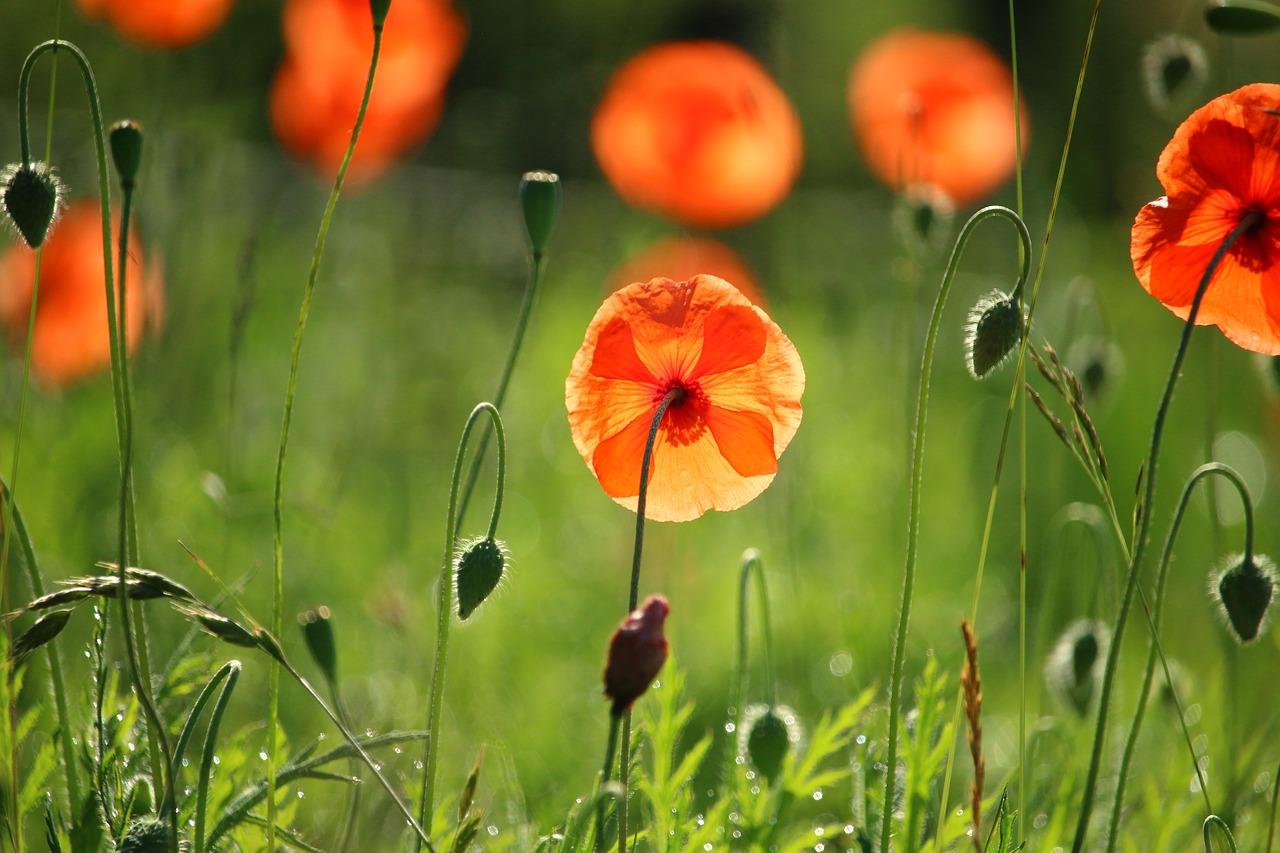 3. 罂粟品种特性