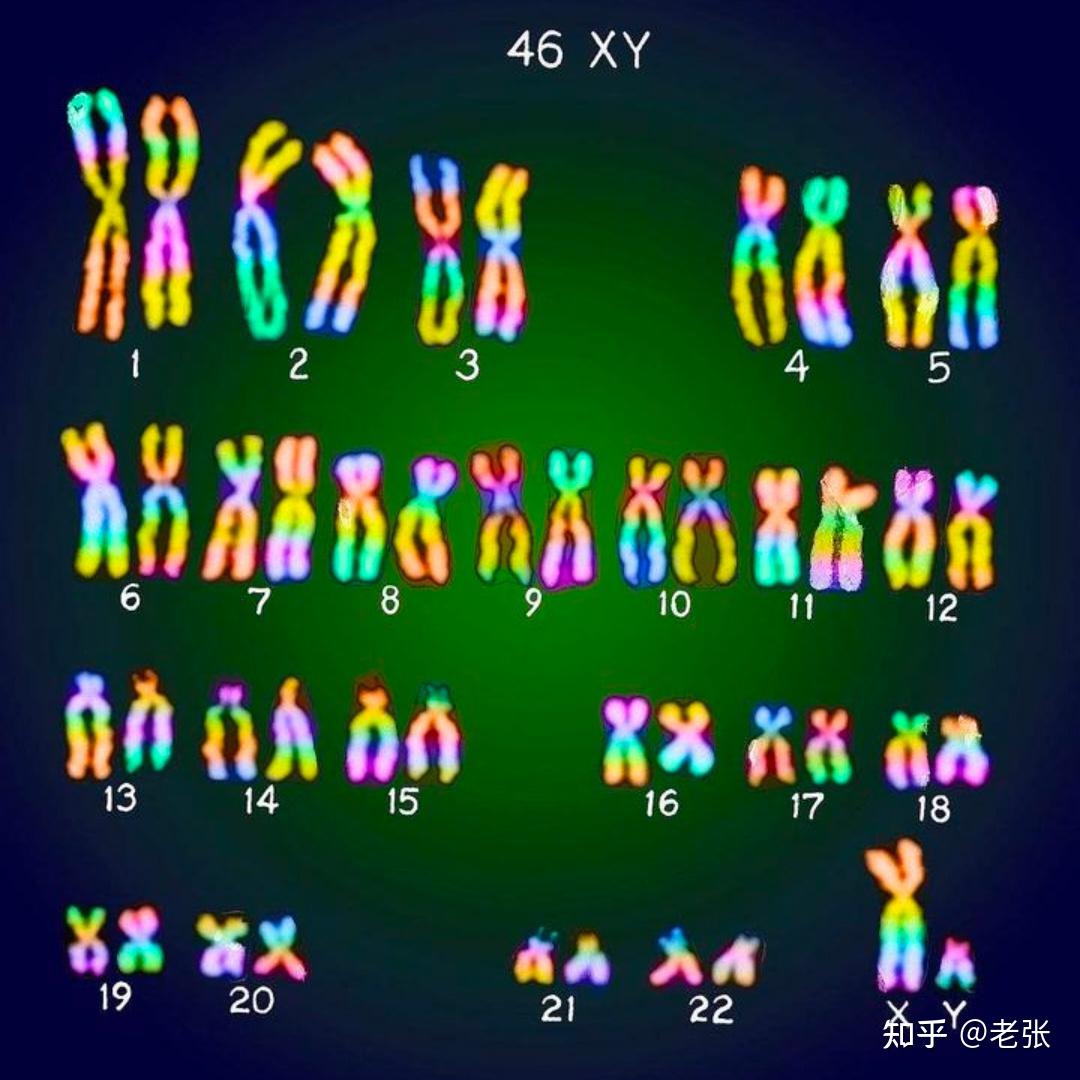 人类染色体模式图图片