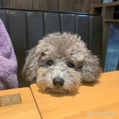 原来泰迪这个颜色这么贵,难怪养的人这么少 - 知乎