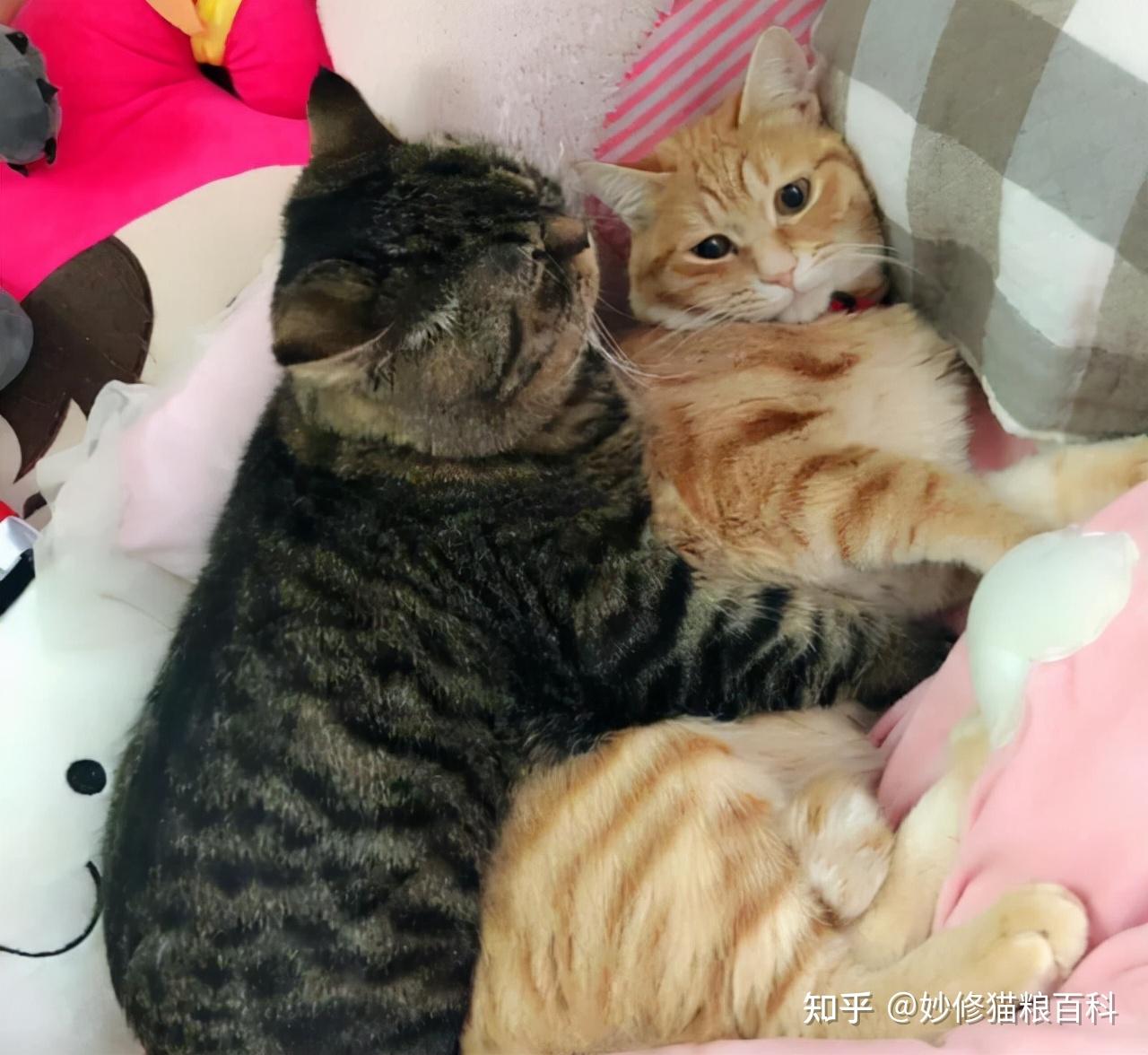 为什么养公猫的人比养母猫的人多？说实话，公猫更好养 - 知乎