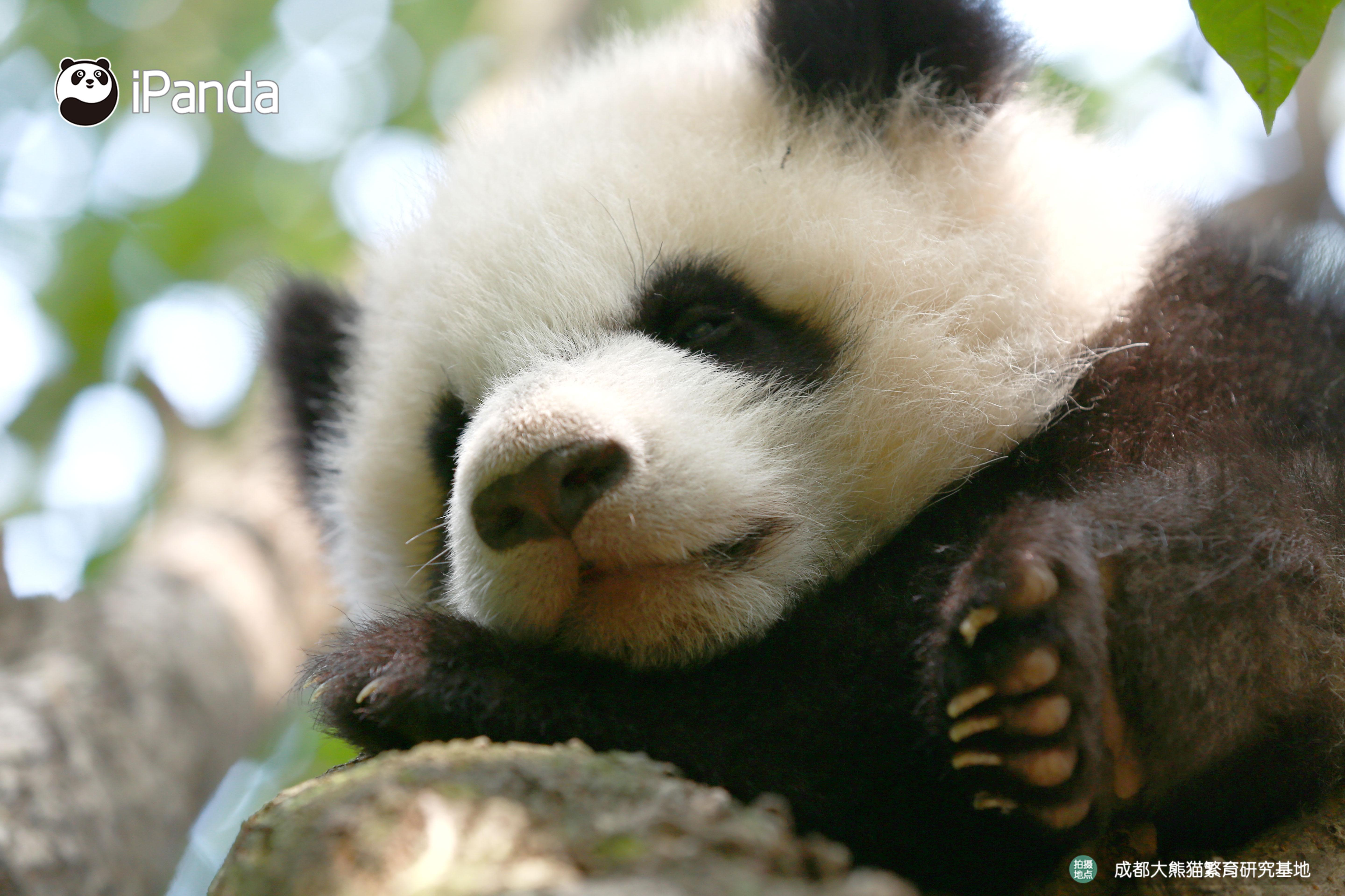 你拍过哪些可可爱爱的熊猫照片/视频? 