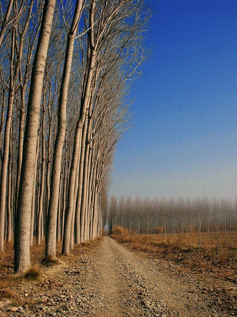 4. 油松价格行情表