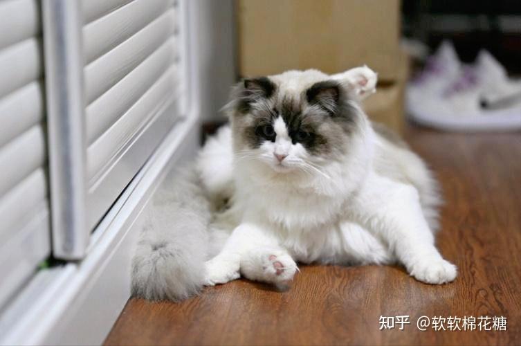 网评“比狗还忠诚”的几种猫,听话可靠,放心养! - 知乎