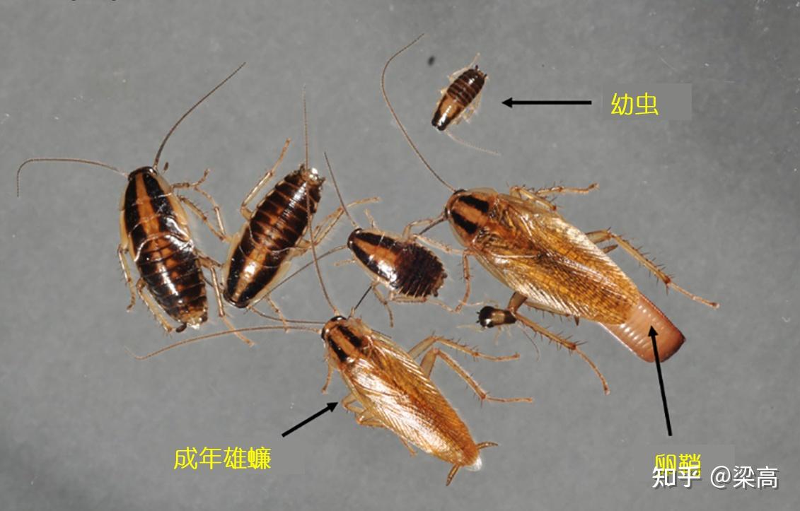 蟑螂从小到大的图片图片