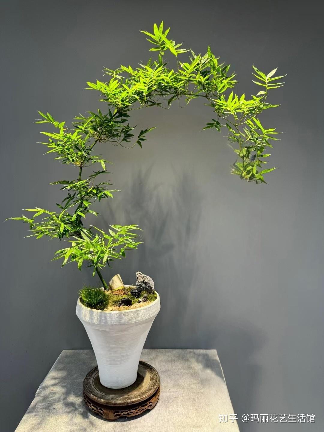 清新雅致!小叶簕竹中式禅意,摆哪都好看,网友:太治愈了 - 知乎