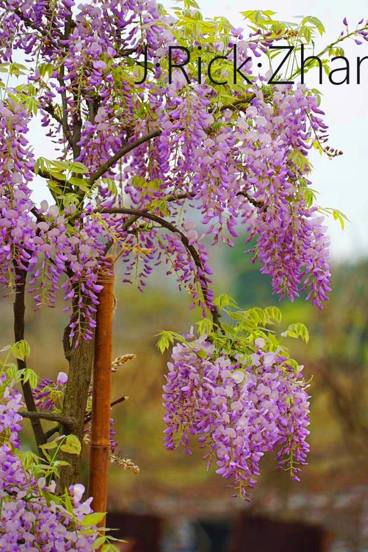 丰花紫藤该如何种植修剪打理