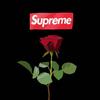supreme情报网
