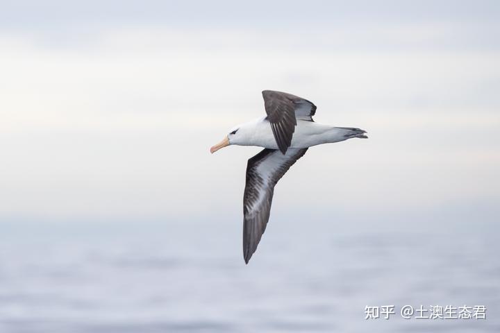 鸟类有嗅觉吗？