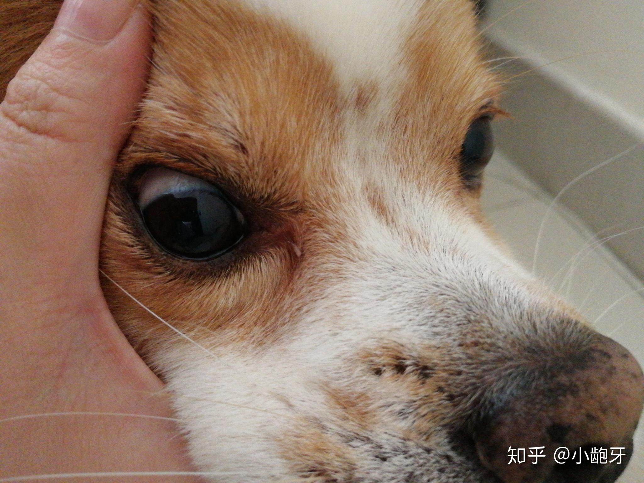 狗狗一个眼睛里面红,不清澈,眼白有血丝,请问是怎么回事? 