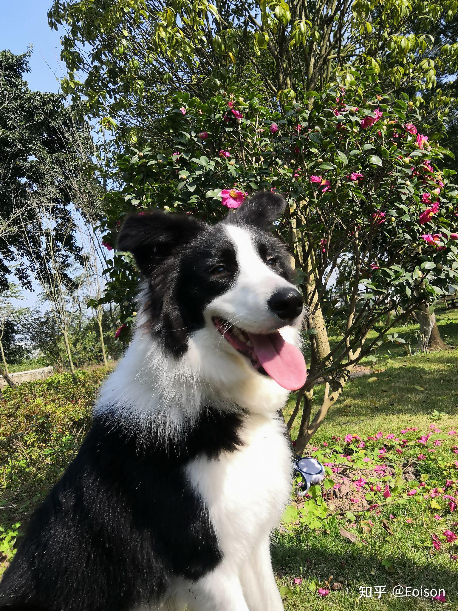 海盗脸边牧算失格吗? - 知乎