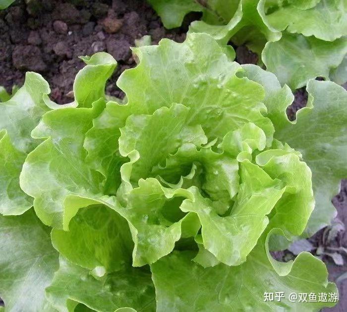 玻璃生菜有哪些营养价值? - 知乎