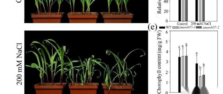 Opda Ripon 【PLANT CELL ENVIRON】ZmEREB57通过两种不同的信号通路调节玉米OPDA的合成并增强盐胁迫耐受性 - 知乎