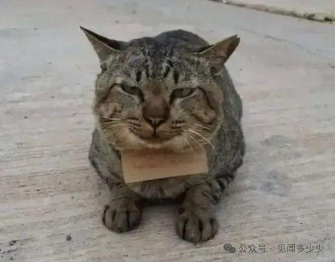 猫咪吊牌寄语搞笑简短图片