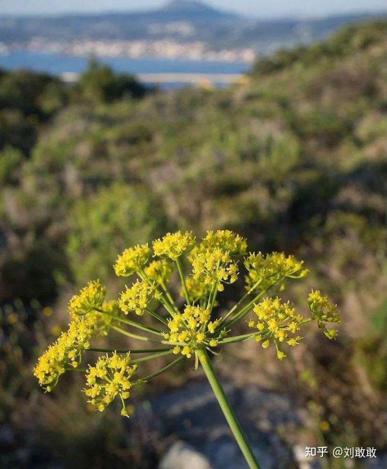 海茴香在护肤品添加有什么效果? - 知乎