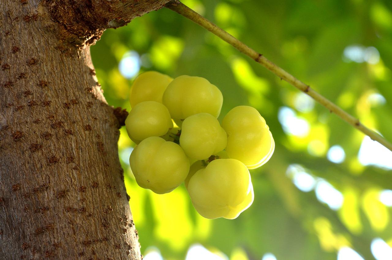 3. 树木特征分析