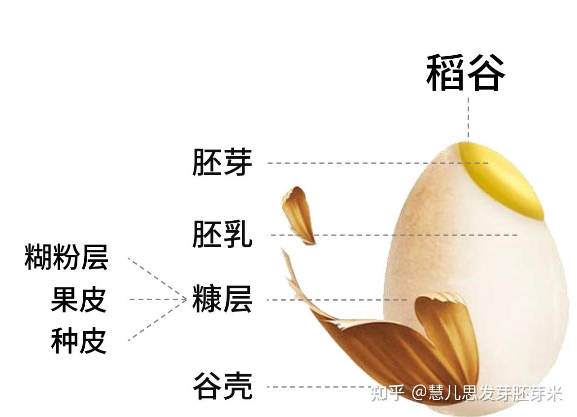 糙米、胚芽米、发芽米、精白米的区别,一次性给你讲清楚 - 知乎
