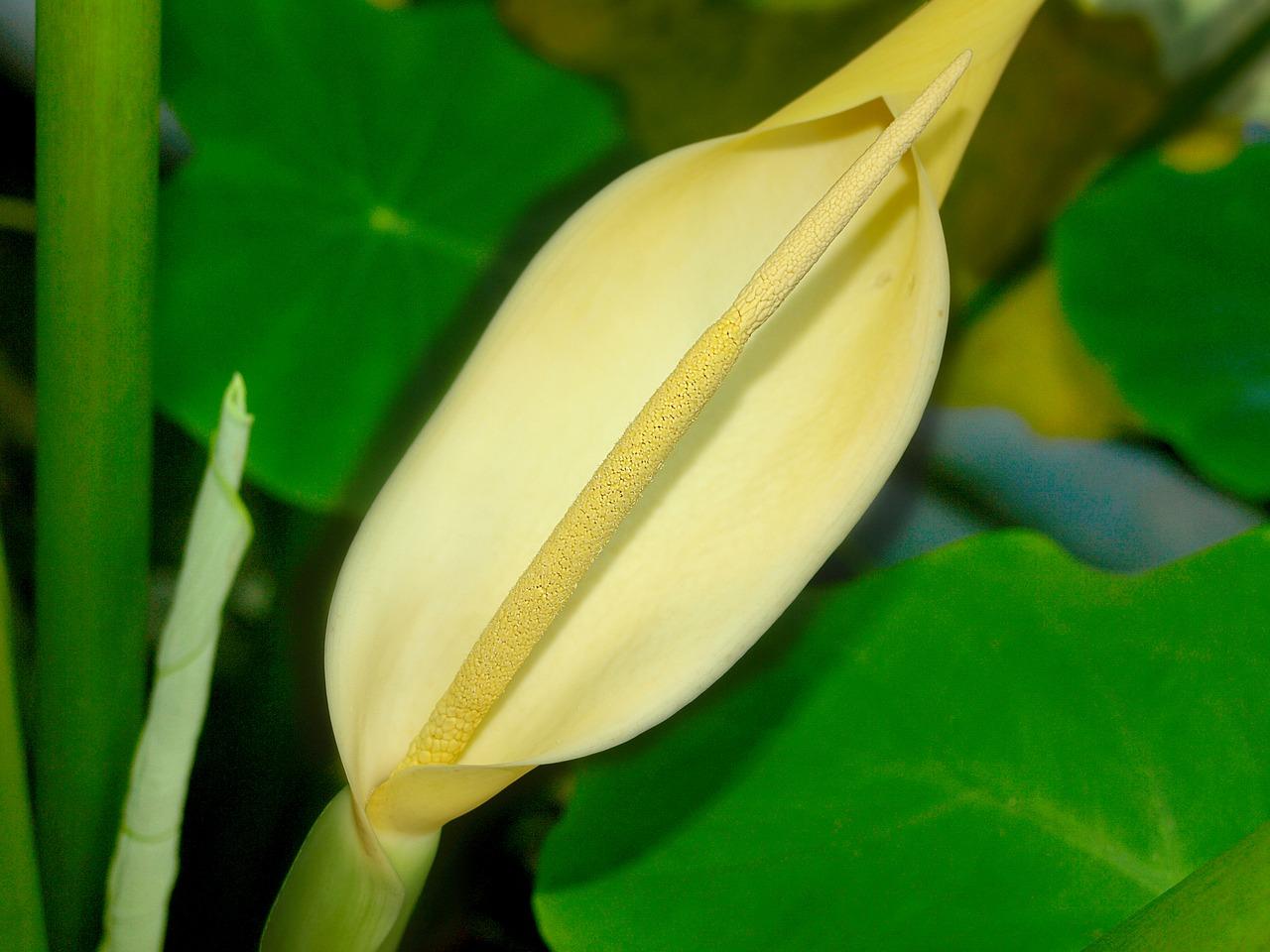 芋头种植方法与技巧