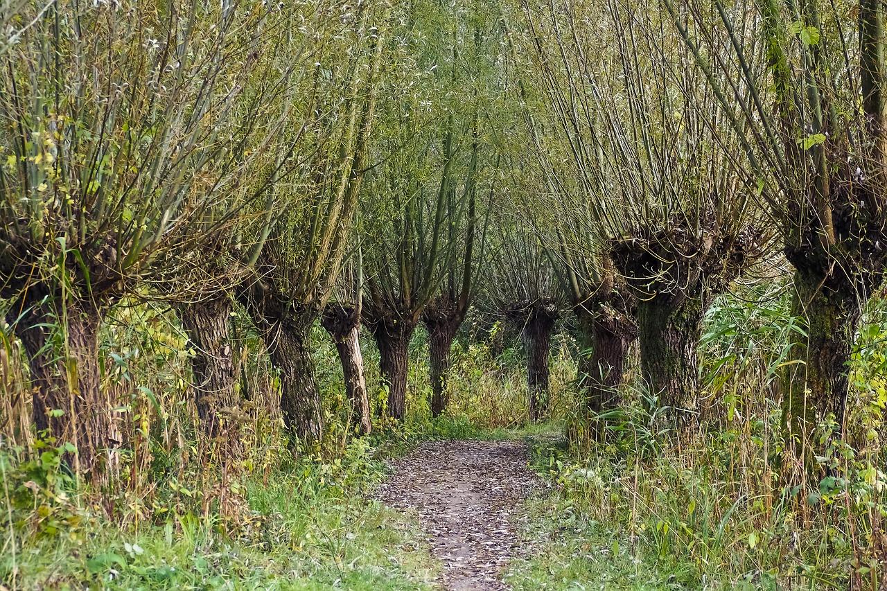 干树木如何固定