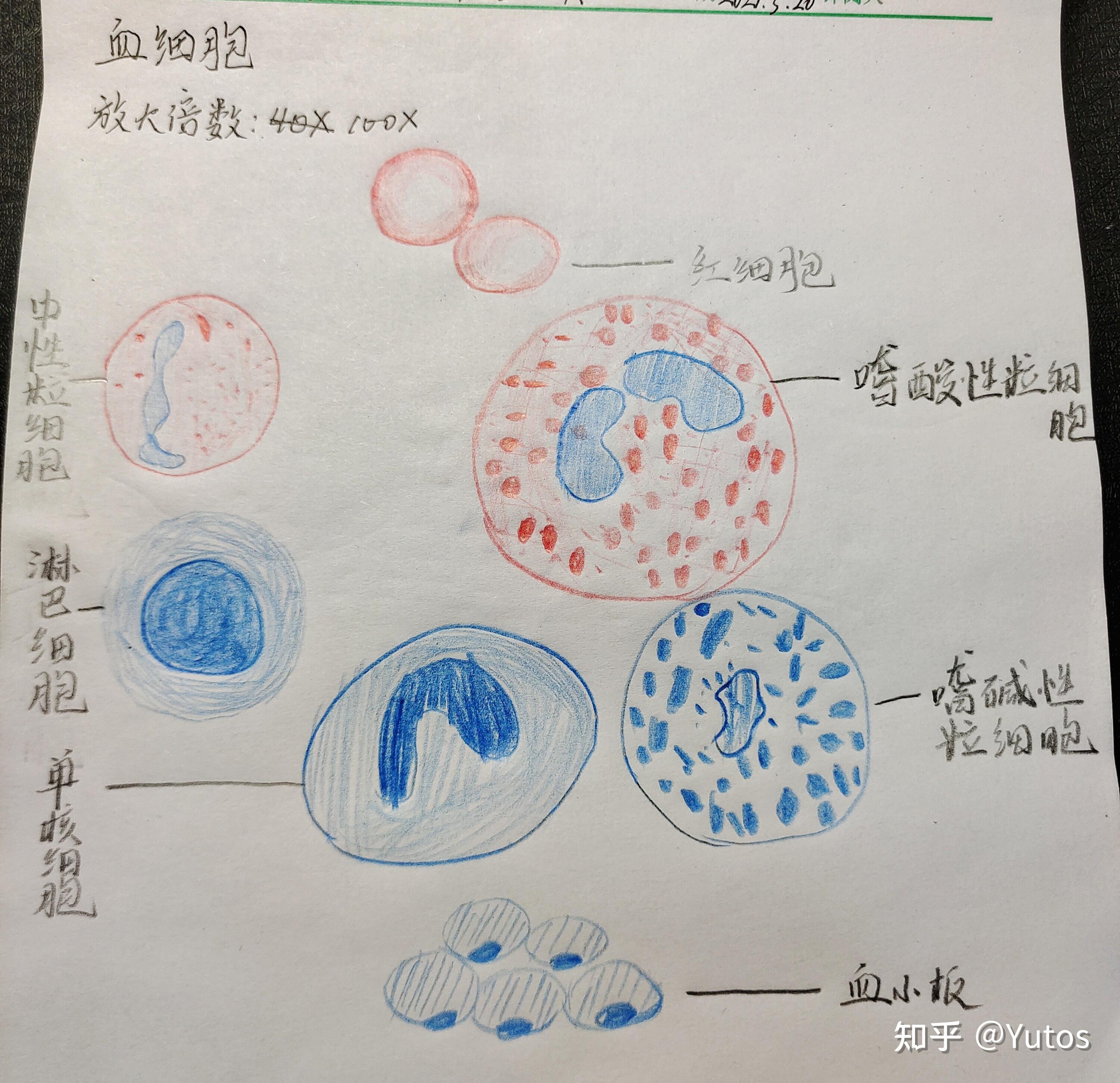 有没有红蓝铅笔血涂片的手绘图 知乎