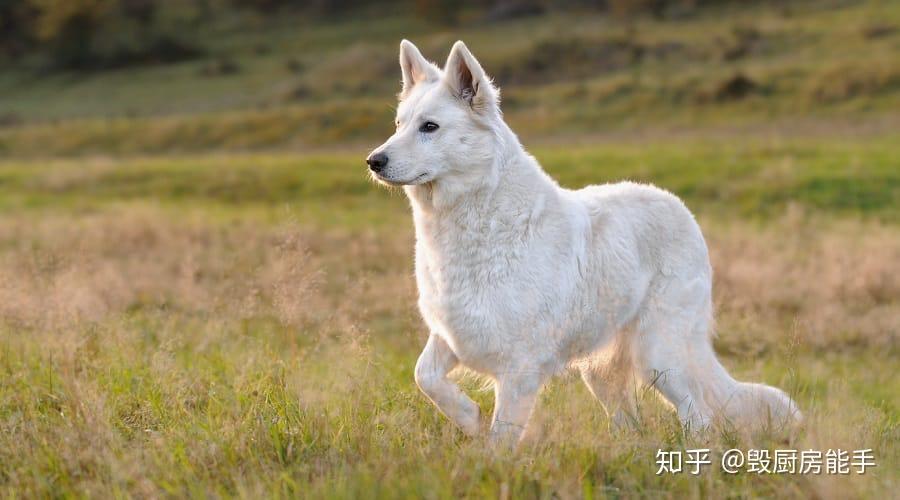 如何挑選白色德國牧羊犬