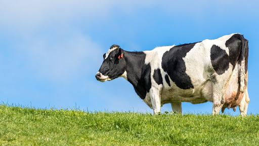 胎牛血清与奶牛行业生态关系