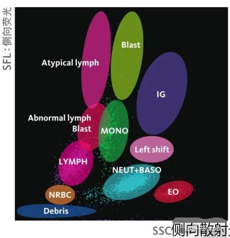 Sysmex-XN系列血细胞分析仪-白细胞散点图 - 知乎