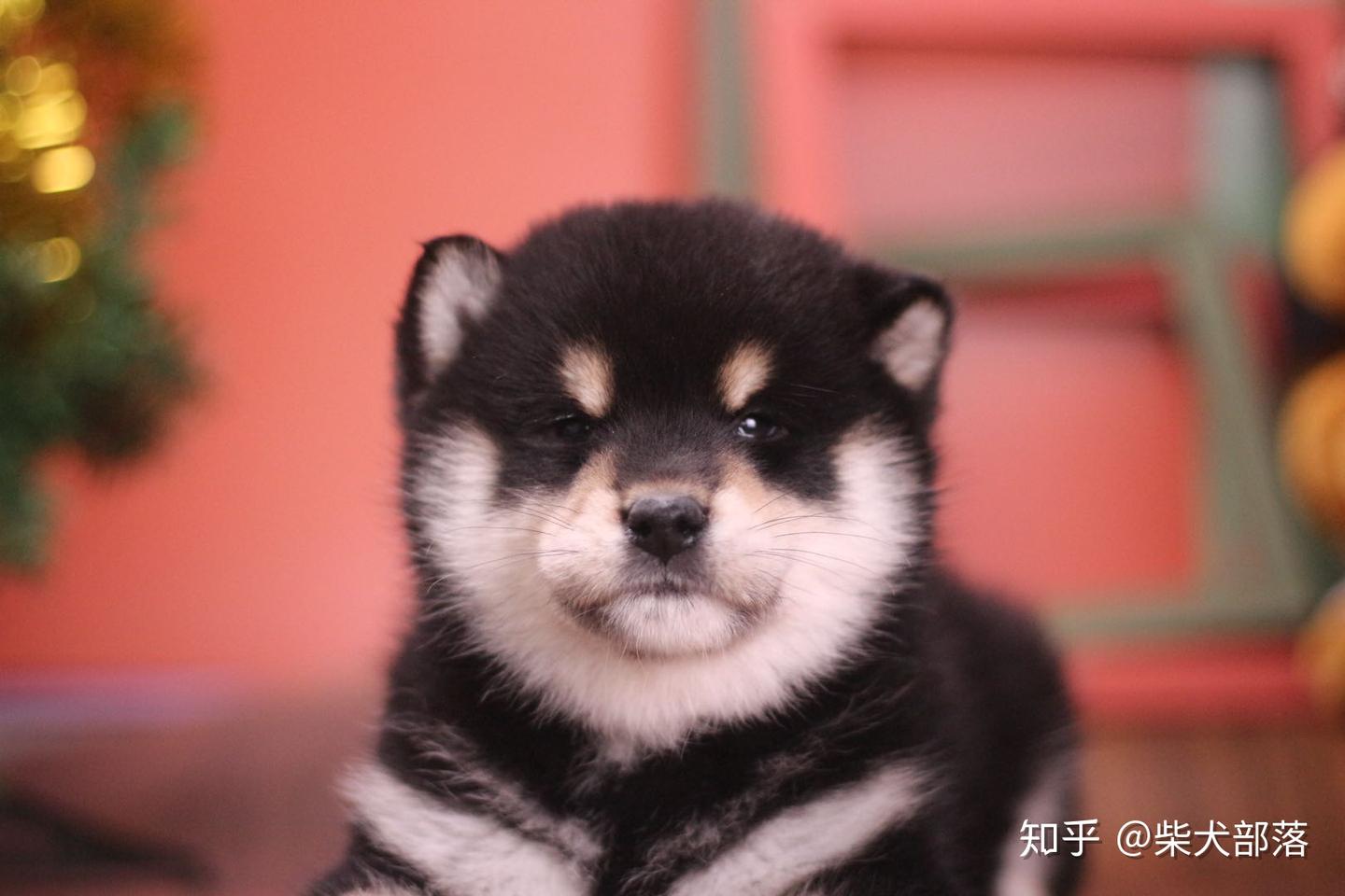 柴犬的智商相当于人类的几岁？聪明还是笨？ - 知乎