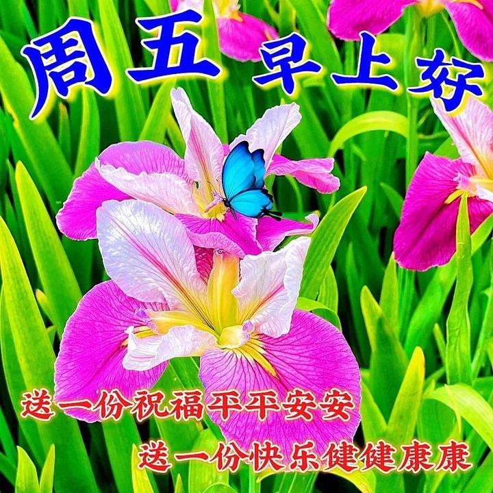 2023年6月9日周五早上好，创意暖心祝福图片 - 知乎