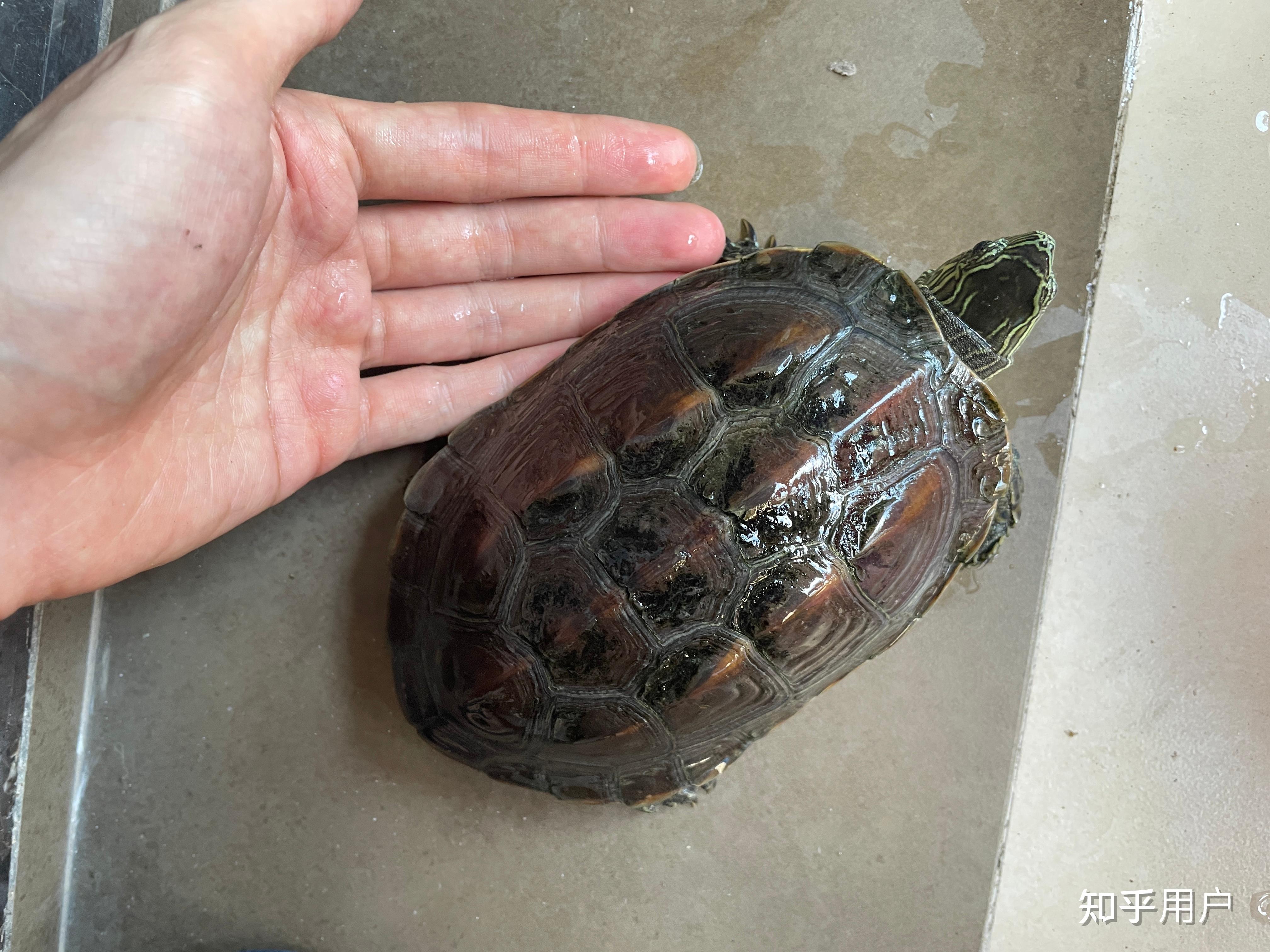 5cm的南石龟,从一米左右摔下来,会有事吗? - 知乎