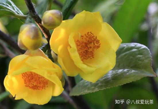金花茶养护 - 实验室设备网