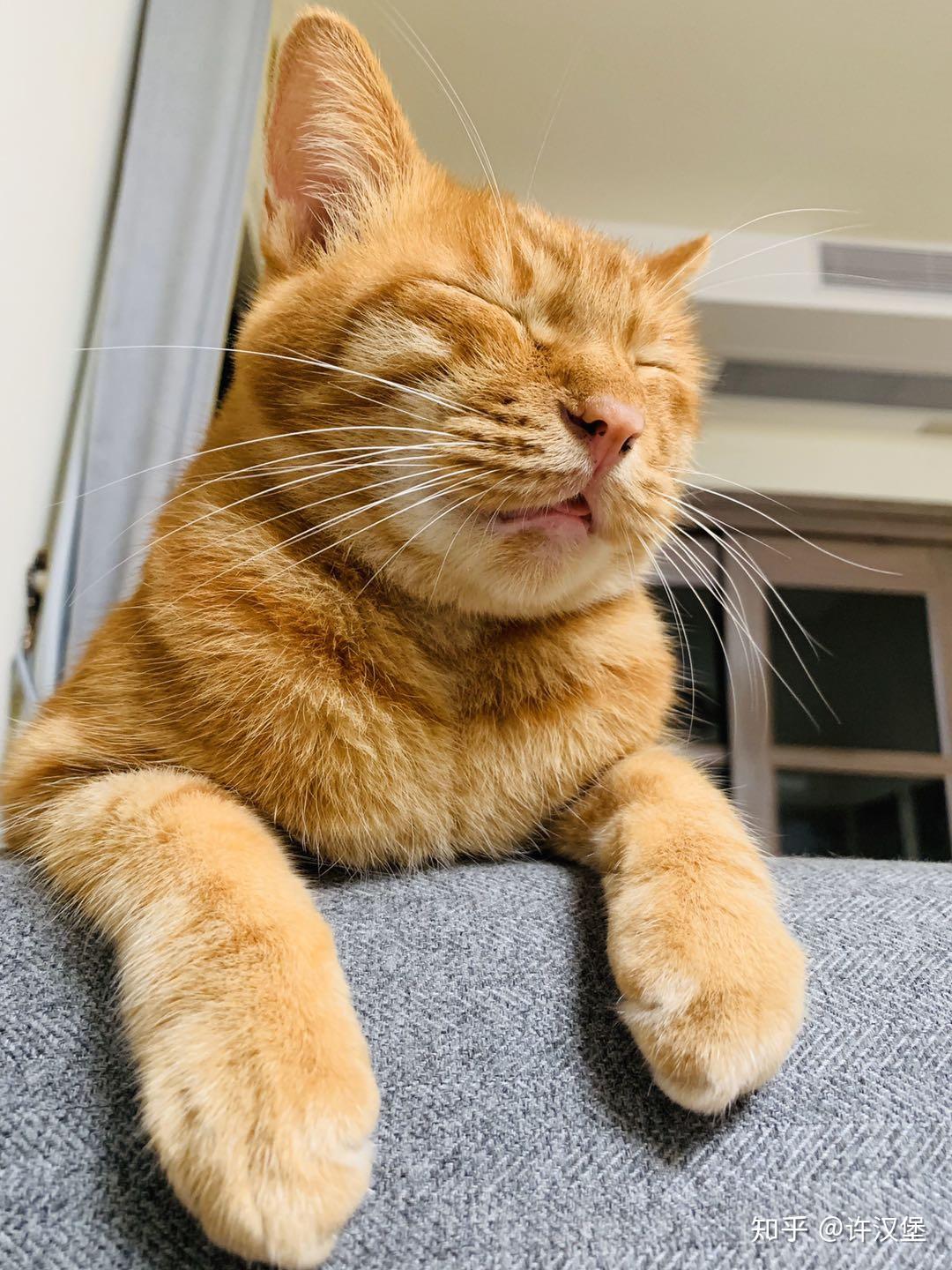 看看你家养的橘猫,怎么样? - 知乎