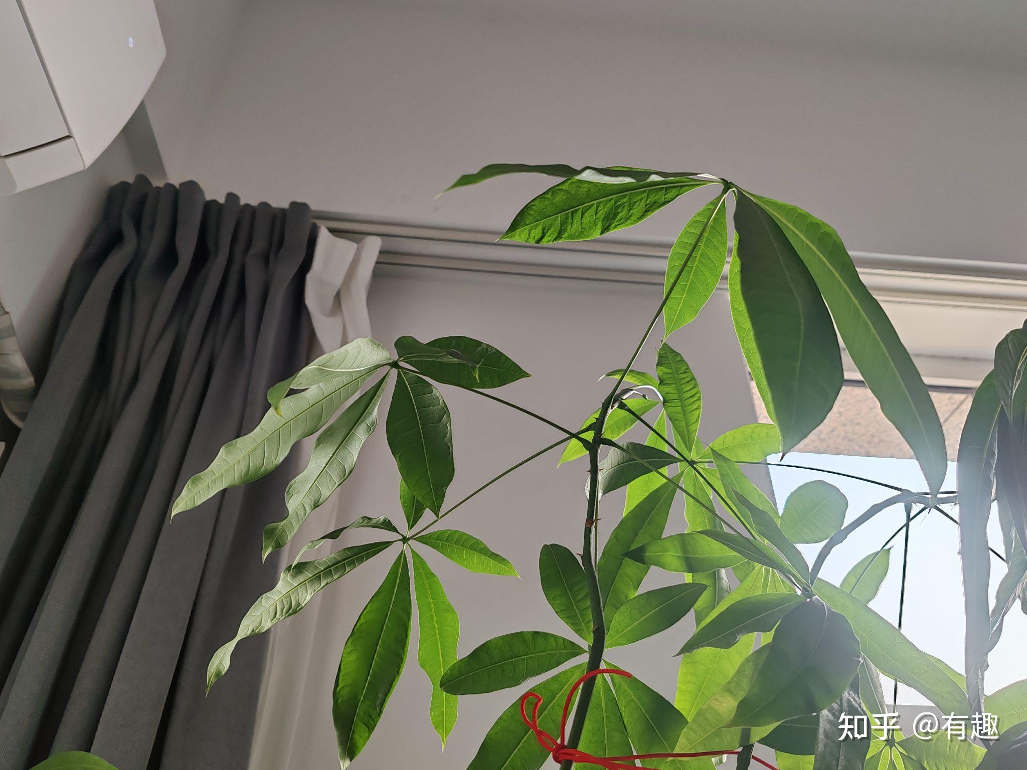 发财树叶子卷曲怎么办?