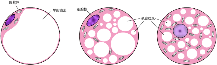 三种类型的脂肪组织