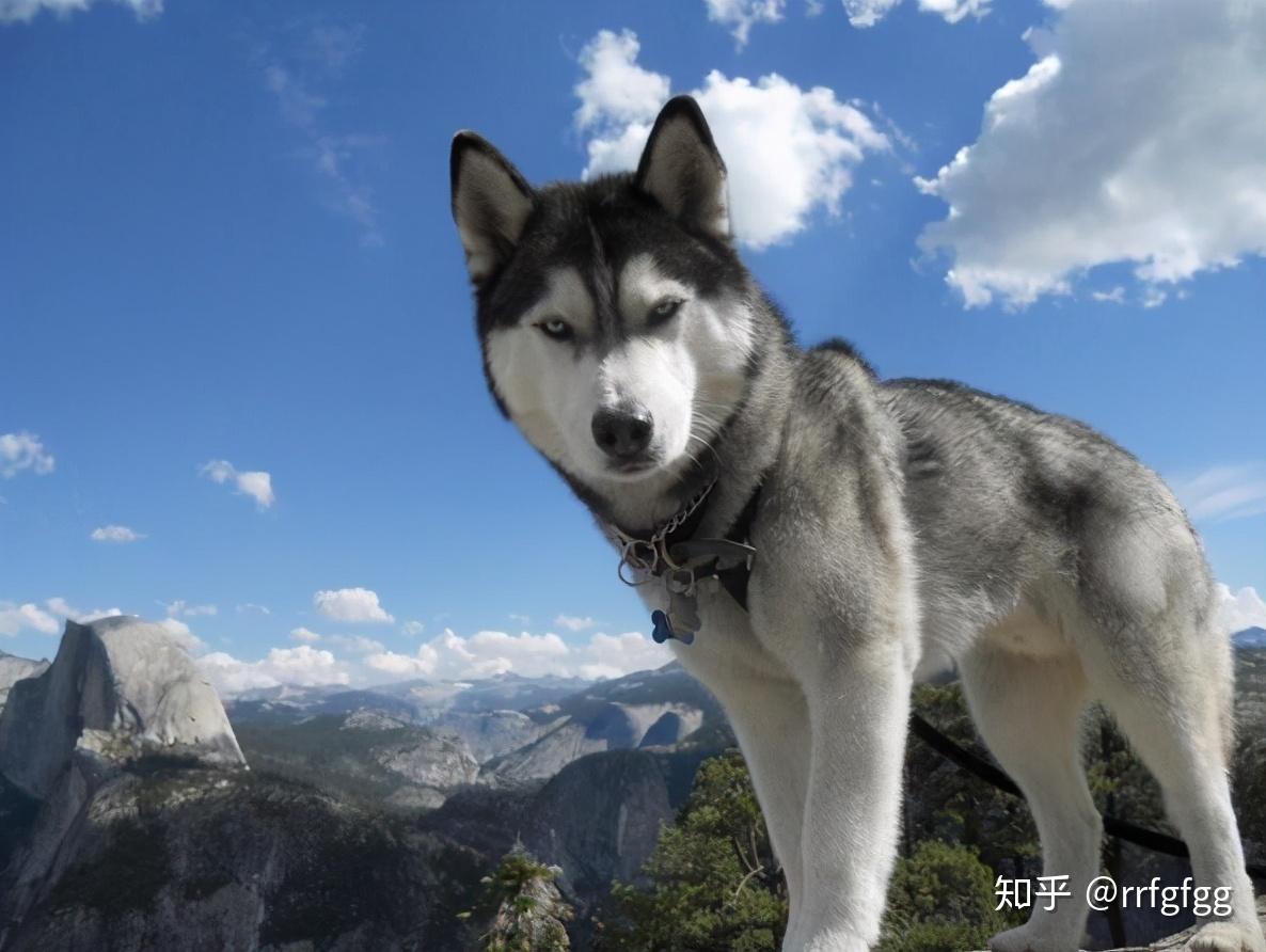 人称“雪橇三傻”的3种狗，你了解它们吗？ - 知乎