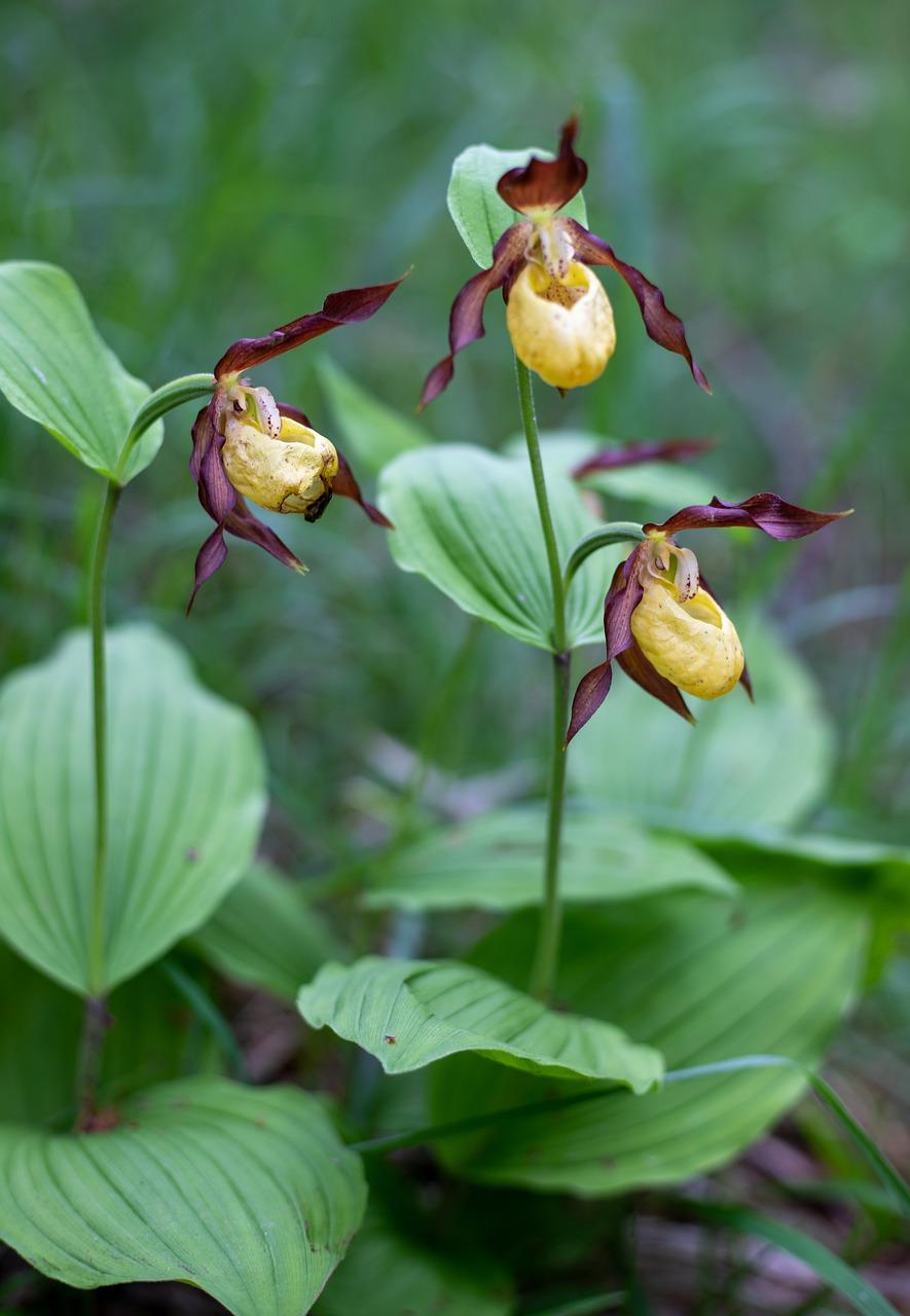 1. 根部生长技巧